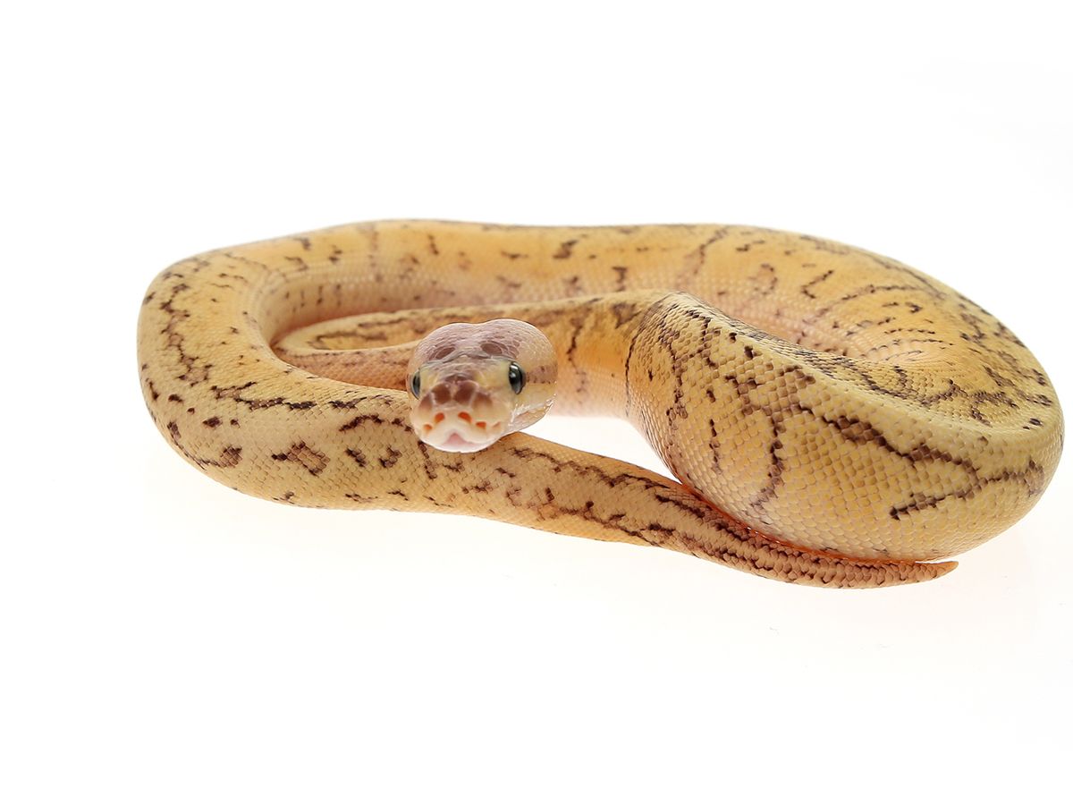 Dragon Fly Yellow Belly | World of Ball Pythons