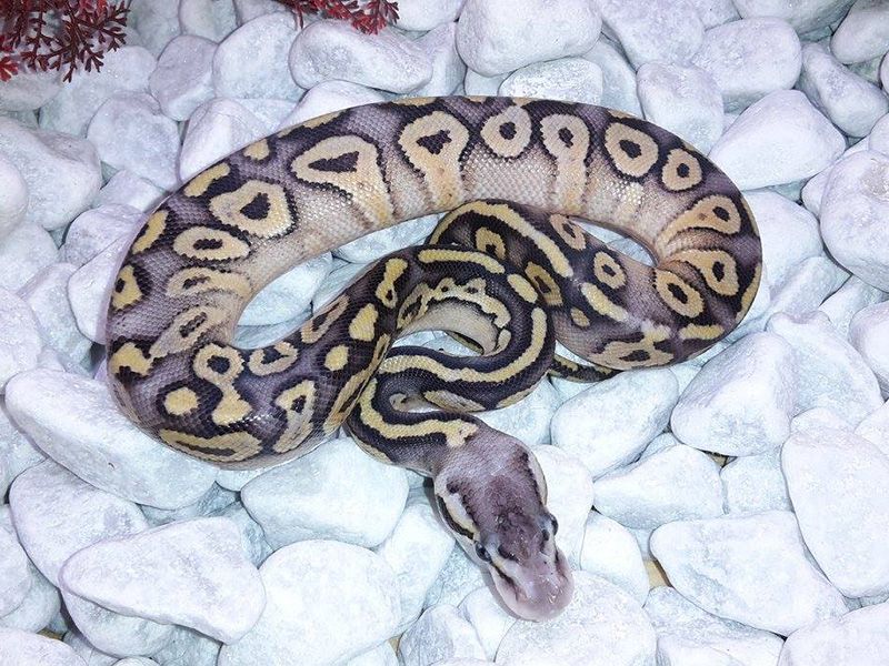 Chocolate Phantom Super Pastel | World of Ball Pythons