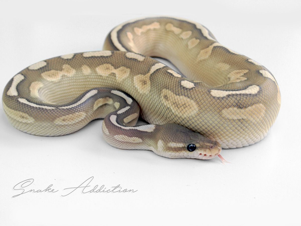 Lithium Ghost | World of Ball Pythons
