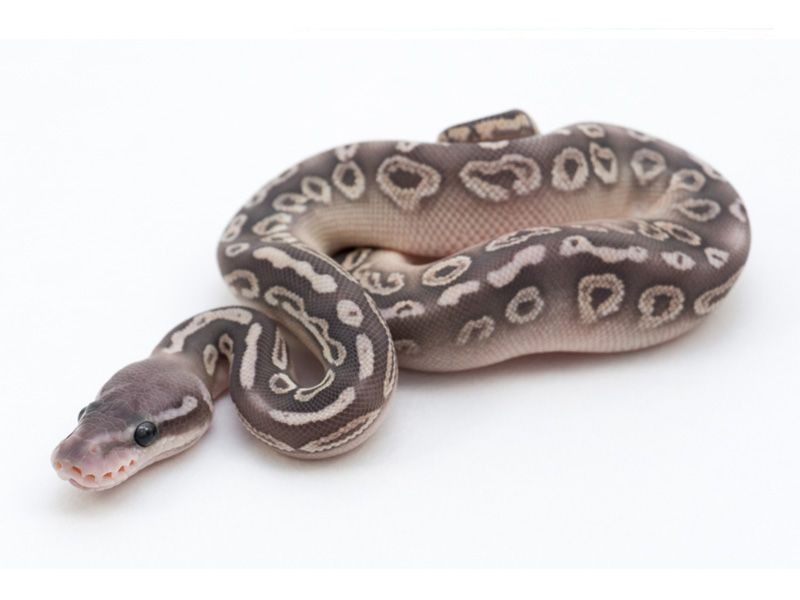 Hypo Black Pewter Mojave | World of Ball Pythons