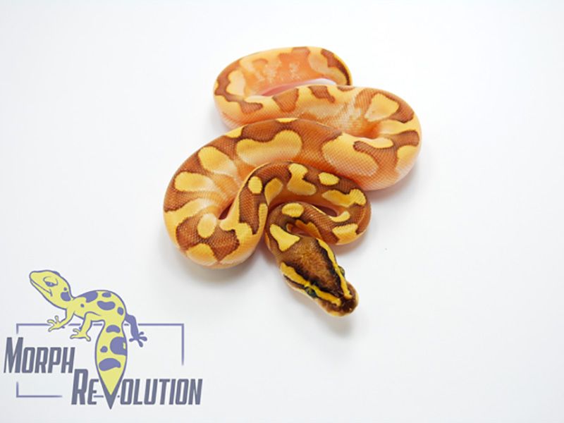 Butter Calico Enchi Fire | World of Ball Pythons