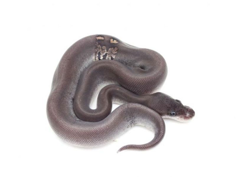 Cinamon Calico Ball Python Calico Super Cinnamon | World of Ball Pythons