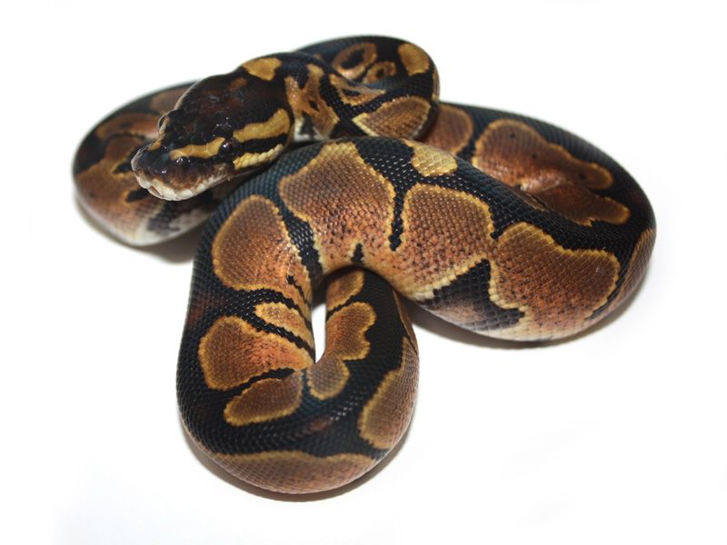 Black Head Dream Bee | World of Ball Pythons