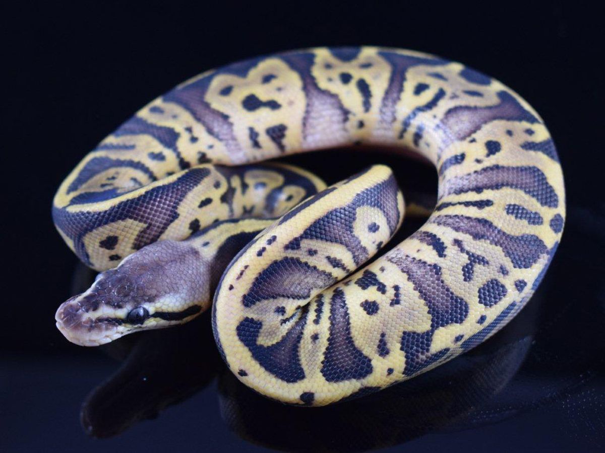 Leopard Pastel Wookie | World of Ball Pythons