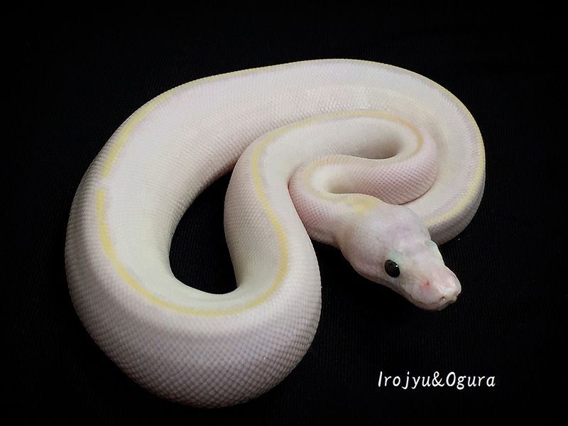 Ivory Lesser Pastel | World of Ball Pythons