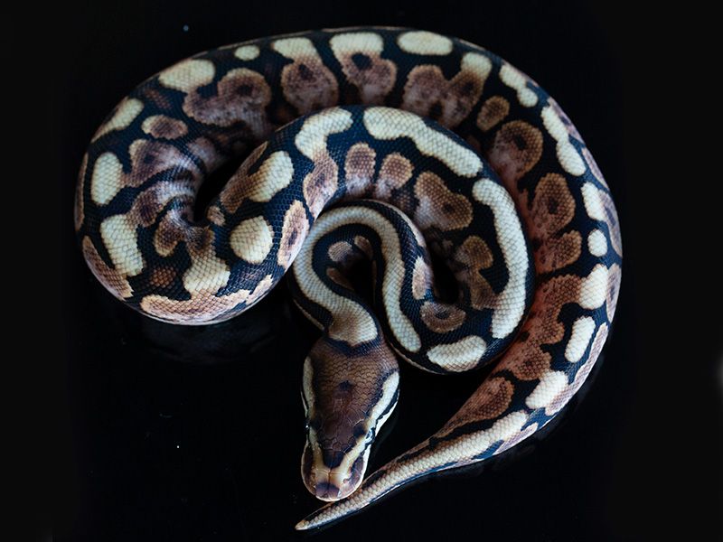 Cinnamon Gravel Spider | World of Ball Pythons