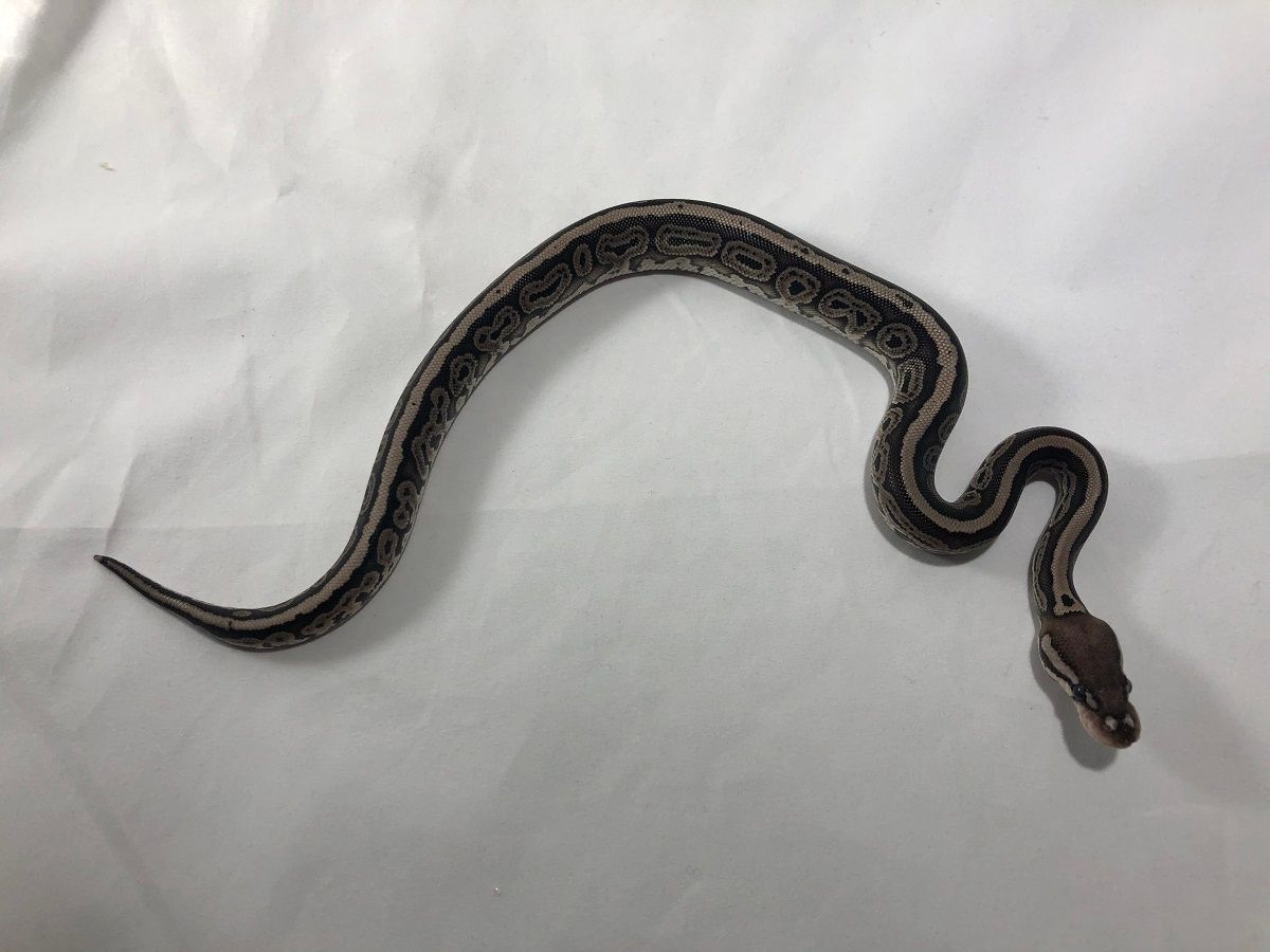 Cinnamon Het Red Axanthic Red Stripe | World of Ball Pythons