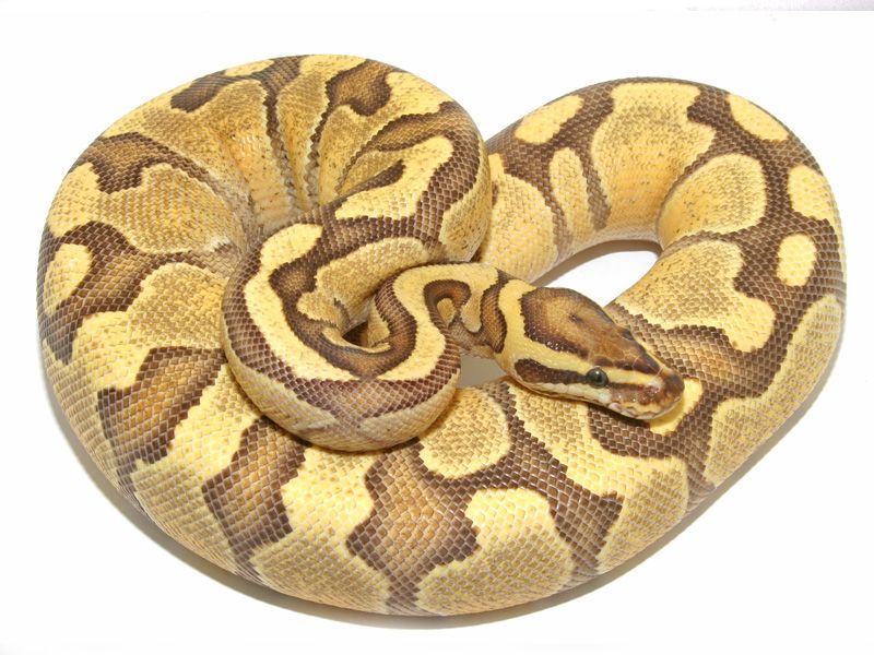 Lemonback Ball Python Morph Enchi Lemonback | World of Ball Pythons