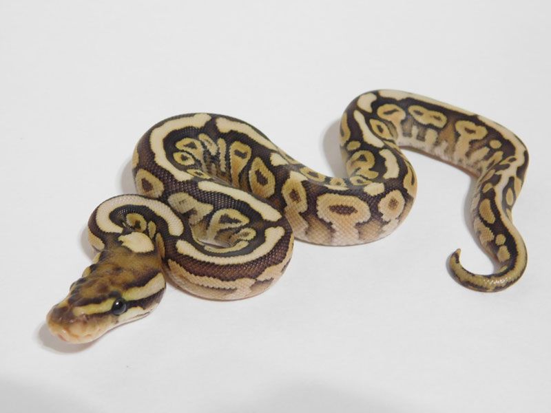 Arroyo Lesser Spotnose | World of Ball Pythons