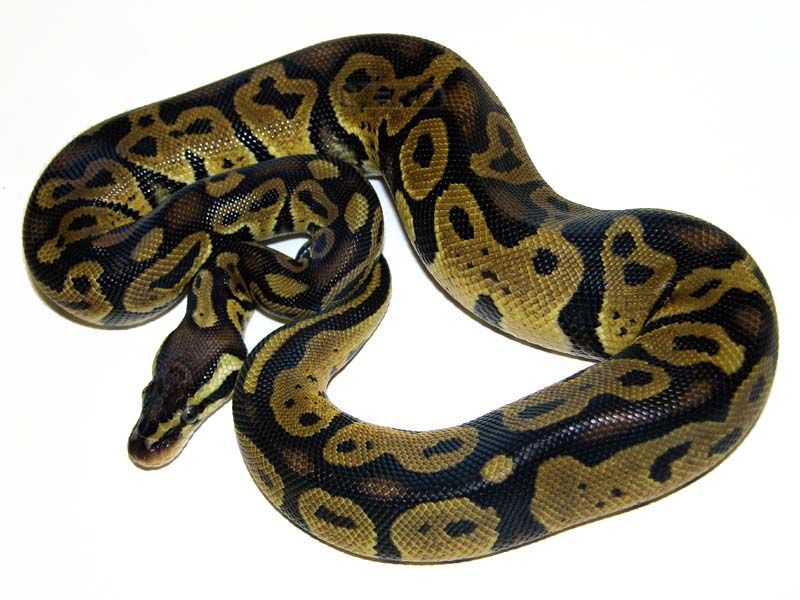 Mudball | World of Ball Pythons