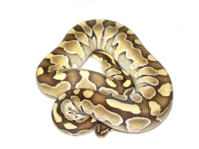 Lesser Jungle Woma | World of Ball Pythons