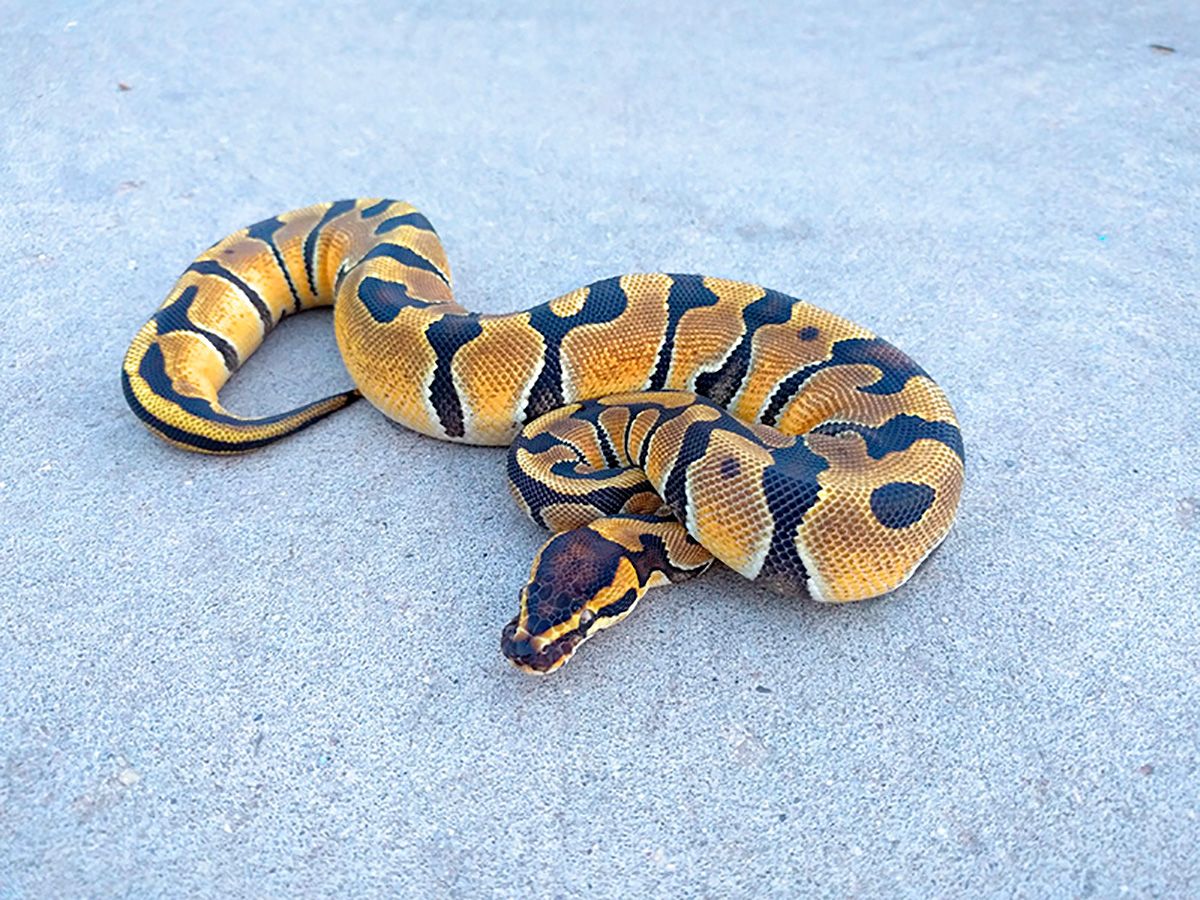 Banshee Enchi | World of Ball Pythons