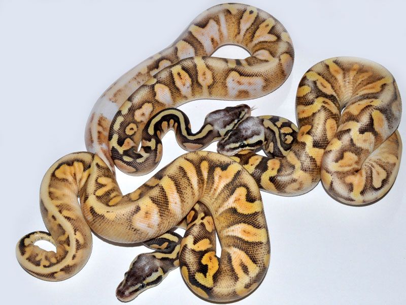 Super Calico Python Calico Super Pastel Yellow Belly | World of Ball Pythons