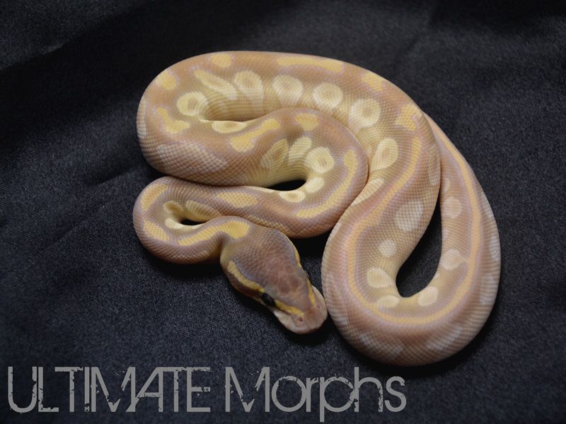 Cream Diamond | World of Ball Pythons