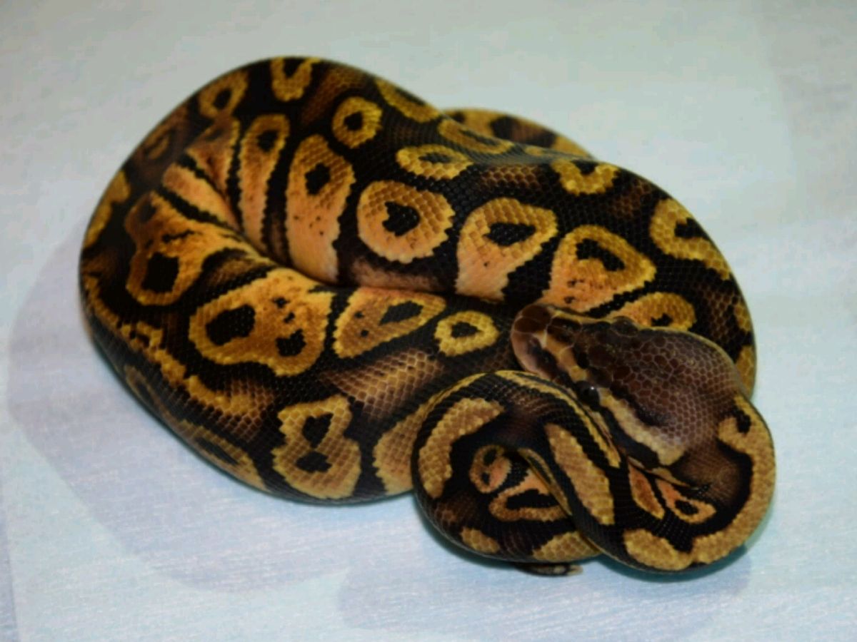 Pastel Twister | World of Ball Pythons