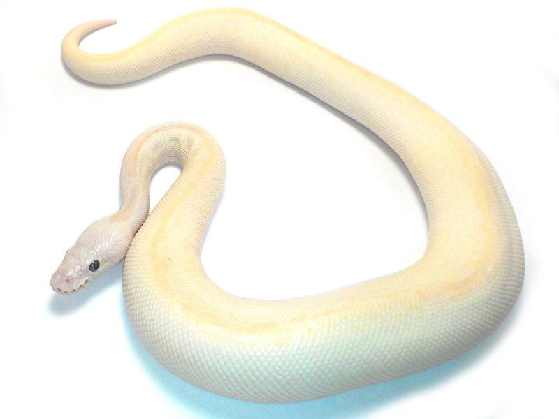 Blue Eyed Lucy Super Stripe | World of Ball Pythons