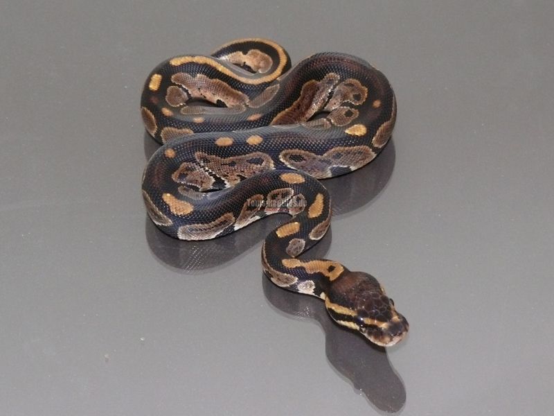 Knight Python Snake Black Knight | World of Ball Pythons