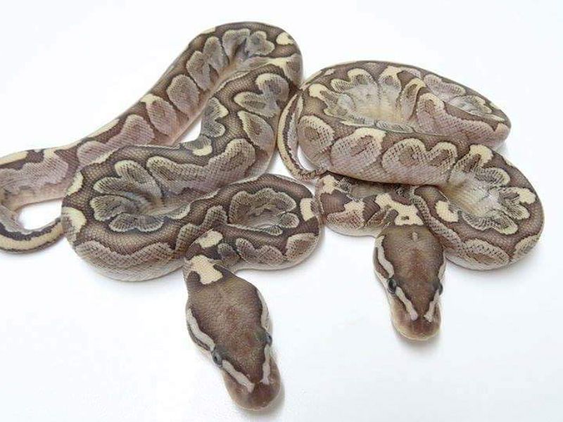 Bamboo Mahogany | World of Ball Pythons