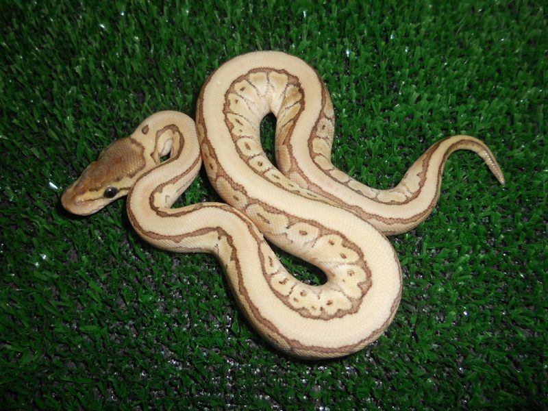Kingpin Royal Python Desert Kingpin | World of Ball Pythons