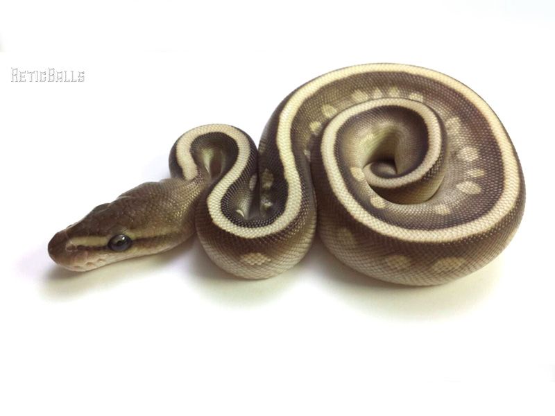 Mahogany Soul Sucker | World of Ball Pythons