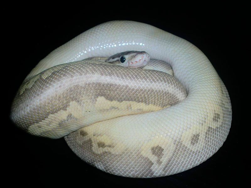 Silver Streak Lesser | World of Ball Pythons