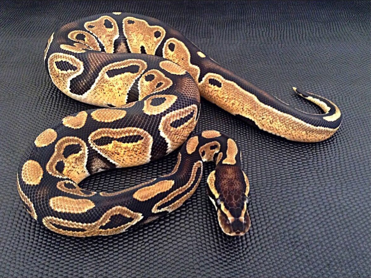 Sunrise | World of Ball Pythons