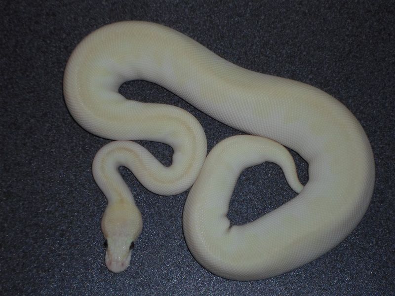 Butter Pastel Crystal | World of Ball Pythons
