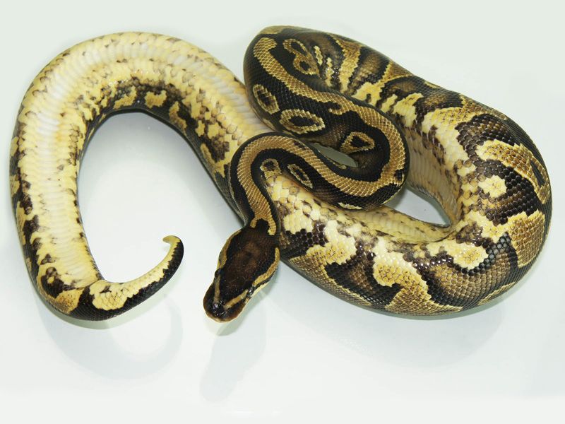 Bling Yellow Belly | World of Ball Pythons