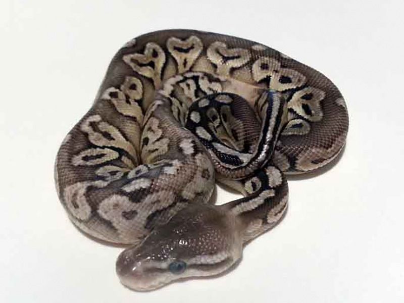 Blonde Pewter | World of Ball Pythons