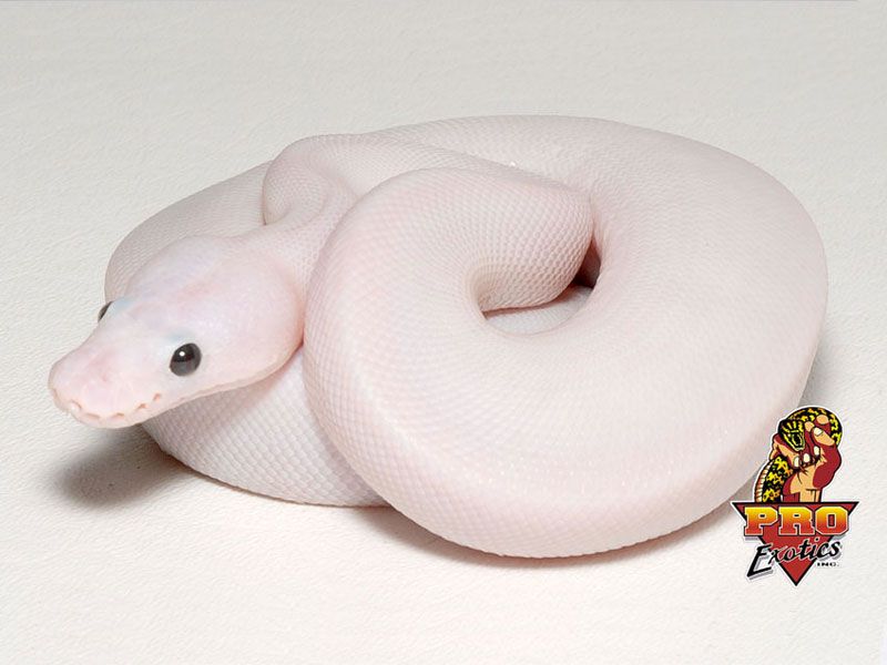 Lemonback Ball Python Morph Super Lemonback | World of Ball Pythons