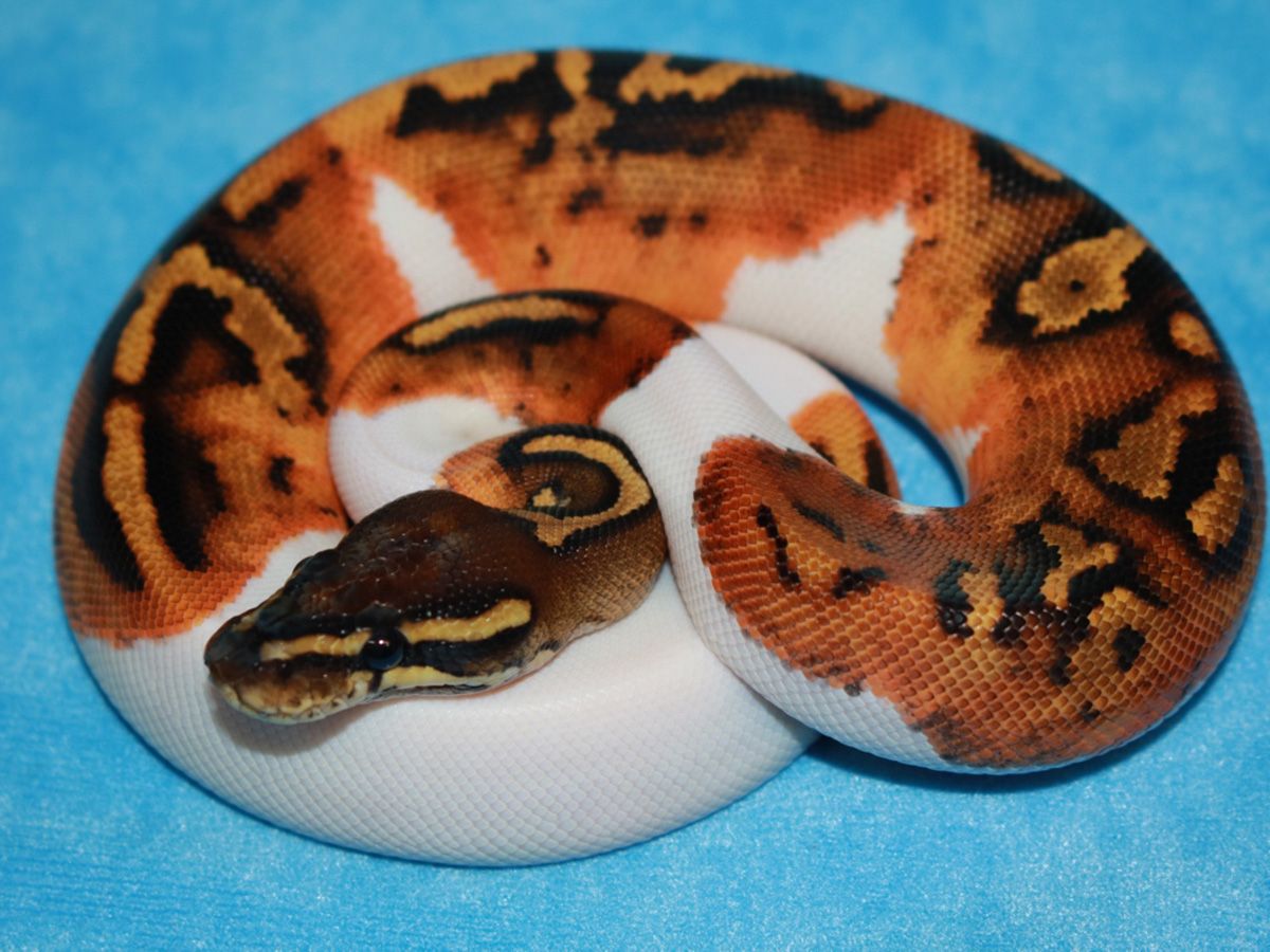Hurricane Piebald | World of Ball Pythons