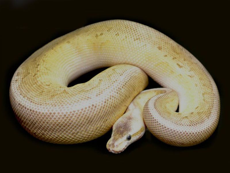 Kingpin Royal Python Pewter Kingpin | World of Ball Pythons
