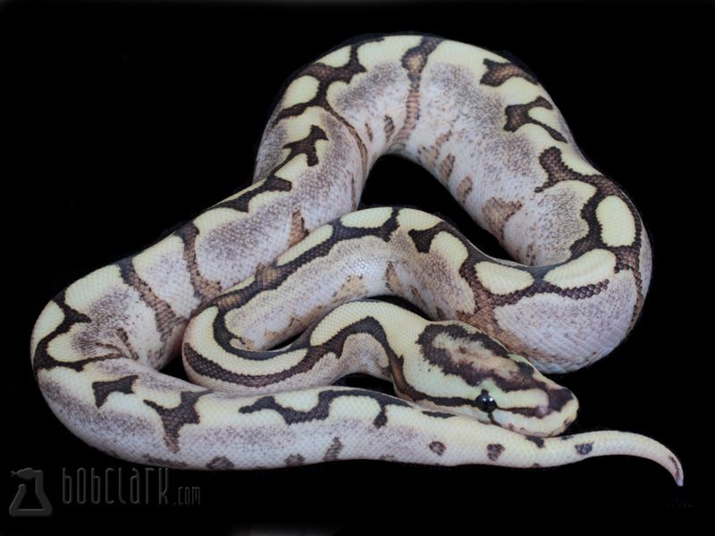 Fierce Yellow Python Fire Spider Yellow Belly | World of Ball Pythons