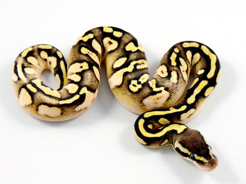 Pastel Mocha Ball Python Citrus Pastel Calico Mocha | World of Ball Pythons