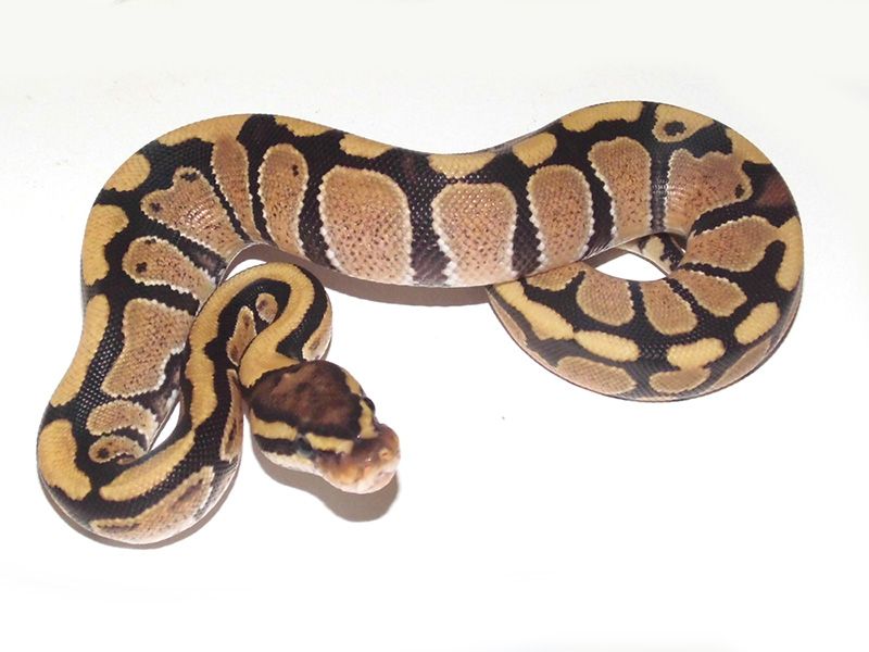 Luca Ball | World of Ball Pythons