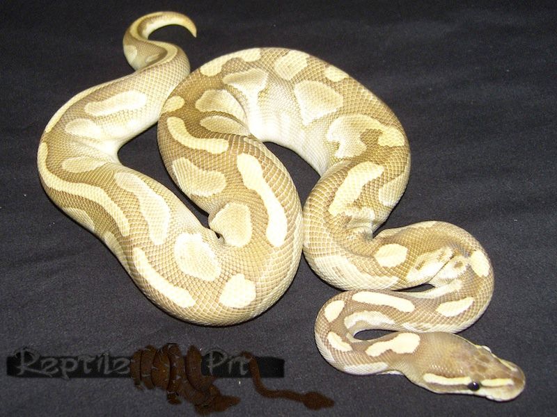 Butter Daddy | World of Ball Pythons