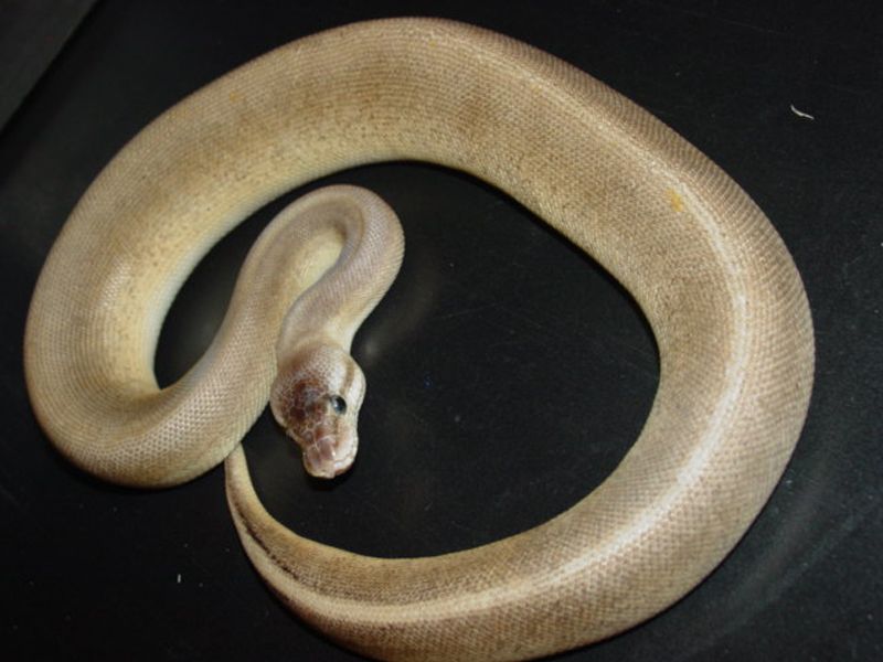Genetic Stripe Silver Bullet | World of Ball Pythons