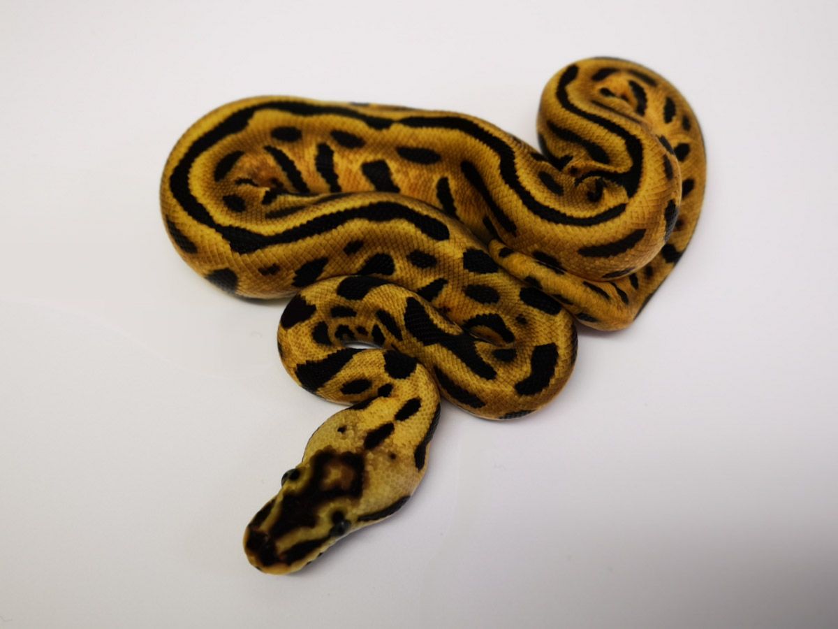 Enchi Leopard Mojave Pastel Woma | World of Ball Pythons