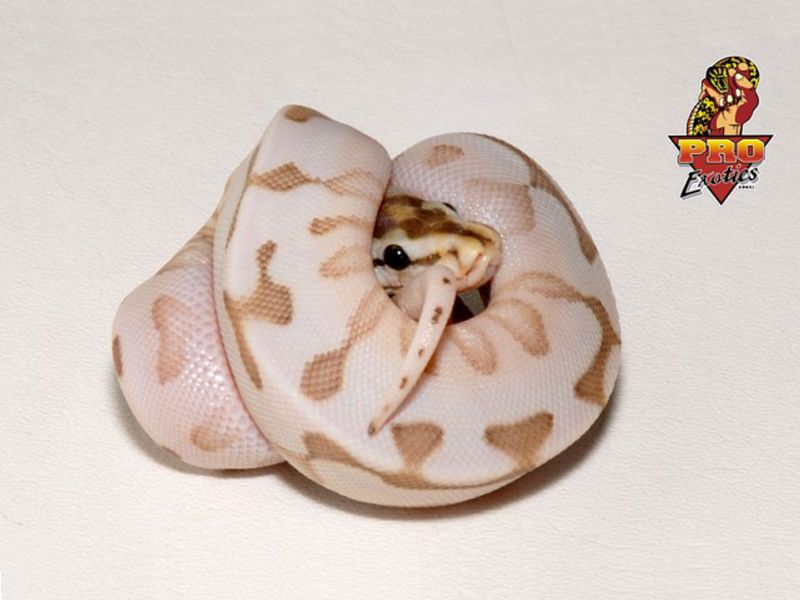 Lesser Spider Python Desert Lesser Spider | World of Ball Pythons