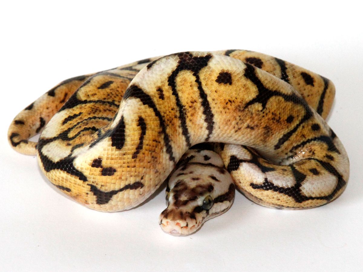 Chocolate Ghi Pastel Spider | World of Ball Pythons