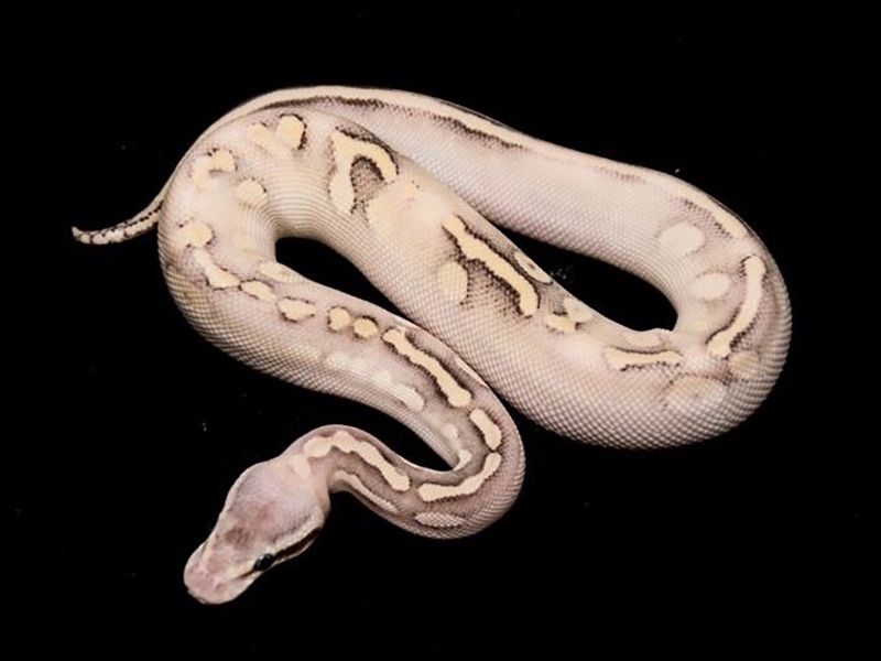 Super Solid | World of Ball Pythons