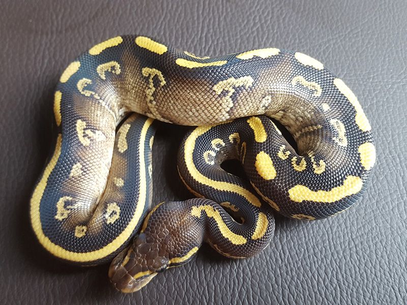 Mojave Twister Yellow Belly | World of Ball Pythons