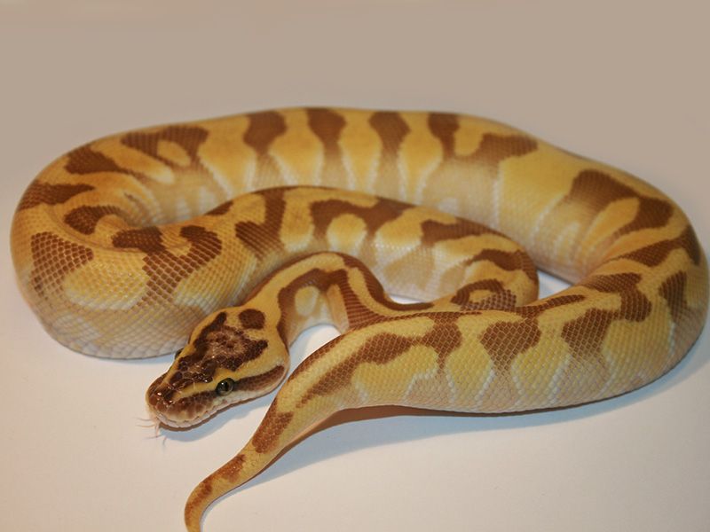 Blonde Pastel Butter Super Enchi | World of Ball Pythons