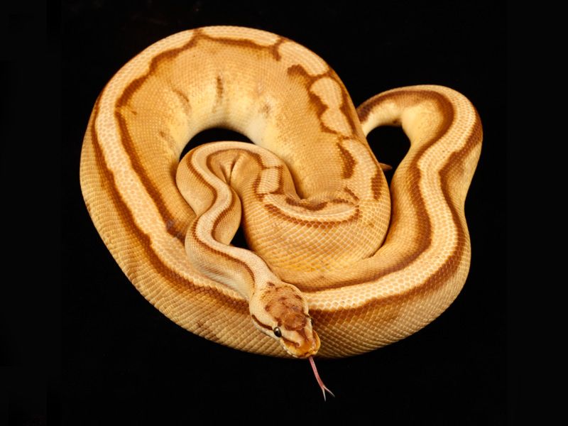 Monarch Pastel Genetic Stripe | World of Ball Pythons