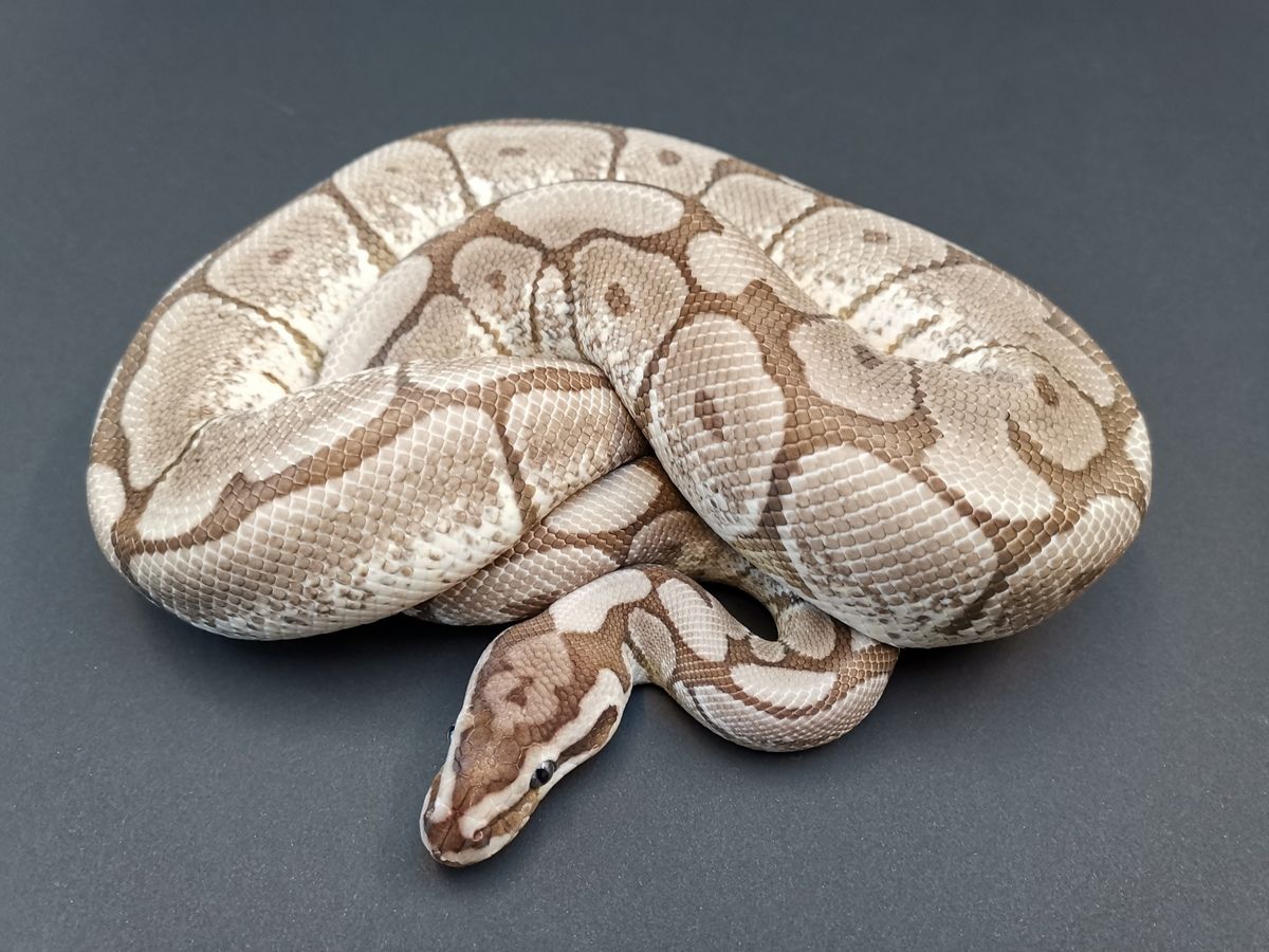 Axanthic Spider Ball Python Personality Axanthic Mojave Spider | World of Ball Pythons