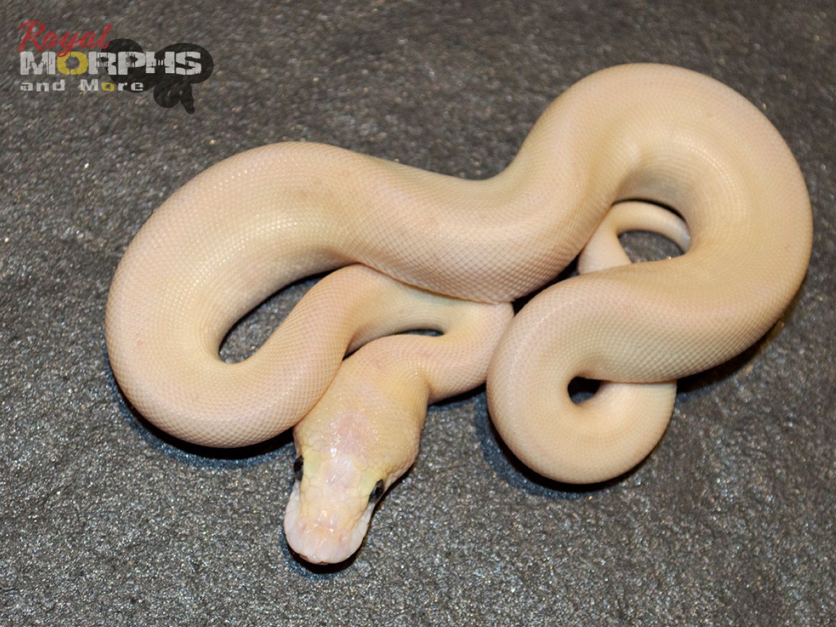 Butter Clown Enchi Fire Pinstripe Super Pastel | World of Ball Pythons
