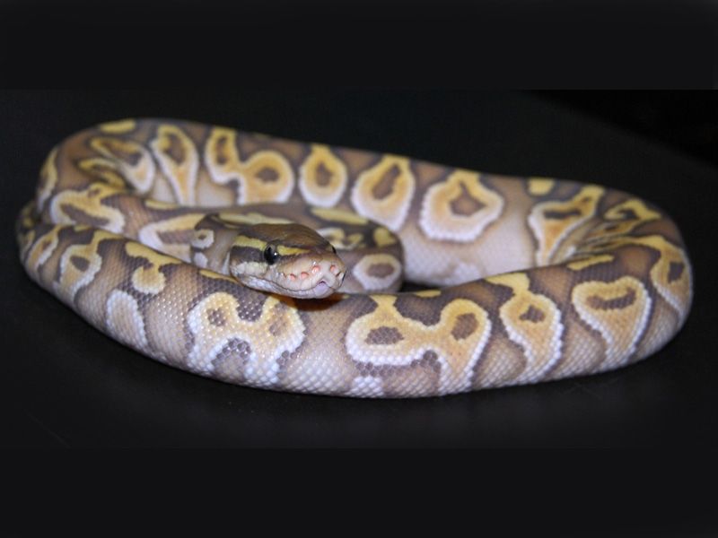 Butter Ghost | World of Ball Pythons