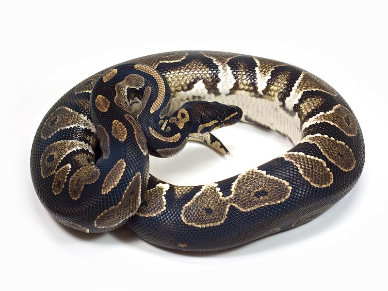 Black Head | World of Ball Pythons