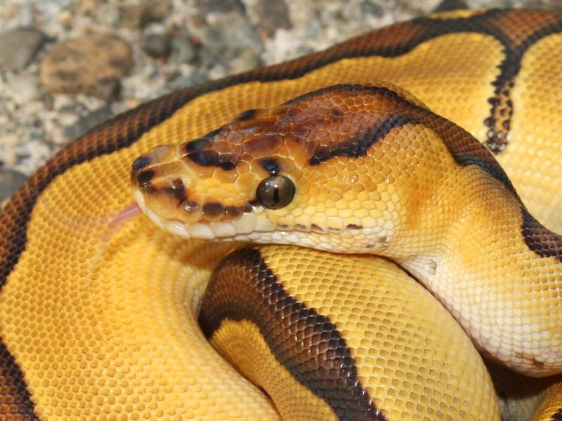 Enchi Clown | World of Ball Pythons