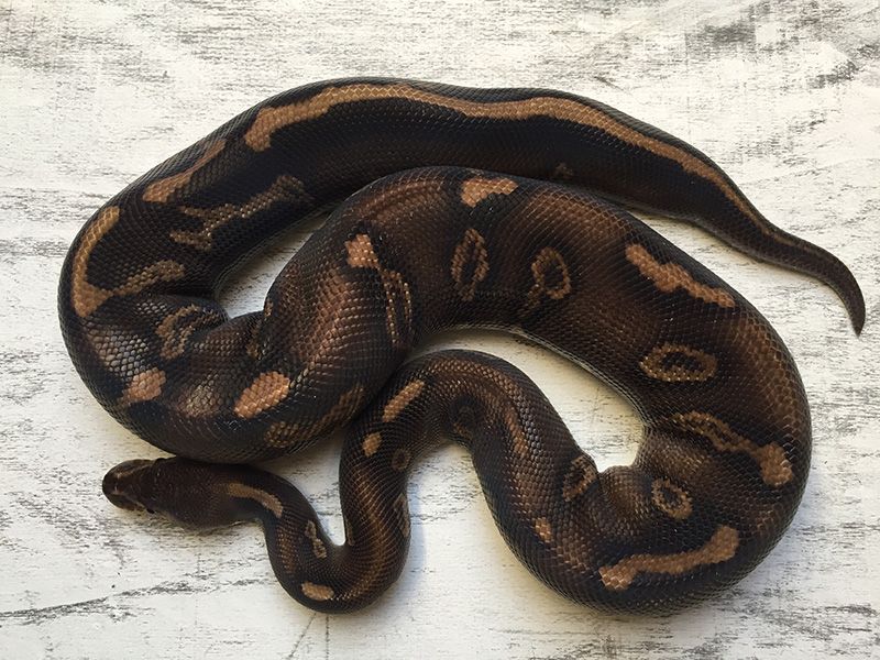 Cinnamon Super Chocolate | World of Ball Pythons
